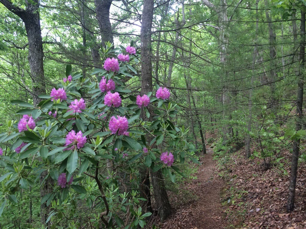 Trailside Flowers