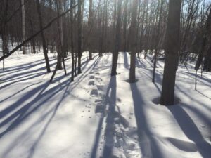 The path taken to Tumbledown pond is marked with fresh snowshoe prints.