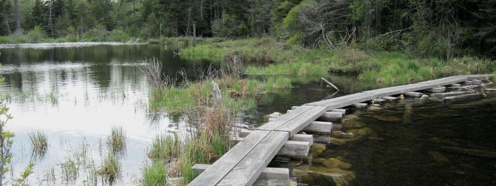 The Long Trail crosses a pond on boardwalk.