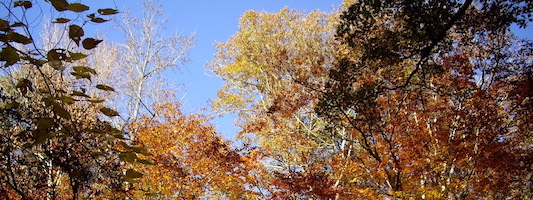 Trees changing colors in fall along the Pinhoti Trail