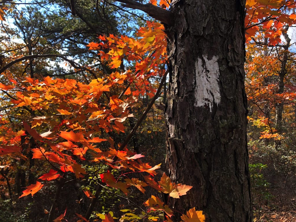 flower power 2 A orange and red tree in the fall along the Appalachian Trail