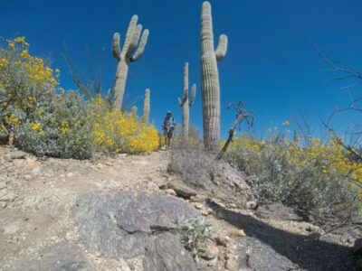Large cacti in a desert with Jeff Garmire (Legend) in the distance.