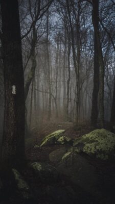 A dark and spooky scene of the woods