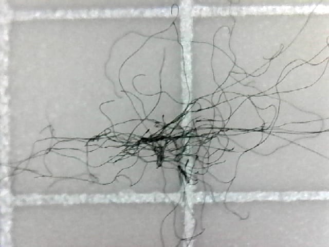 fibers under miscroscope
