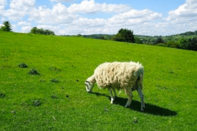 sheep in a field along the Cotswold Way