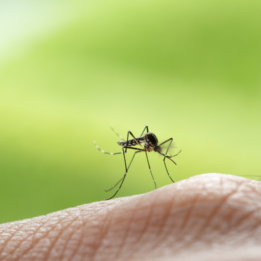 a small mosquito on part of a hand