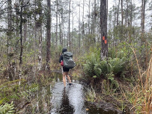 Hiker walking through a swampy wooded area