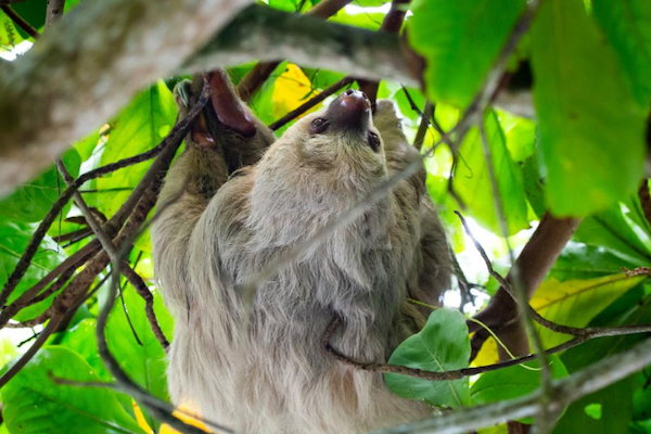 El Camino de Costa Rica - sloth a sloth in the trees in Costa Rica
