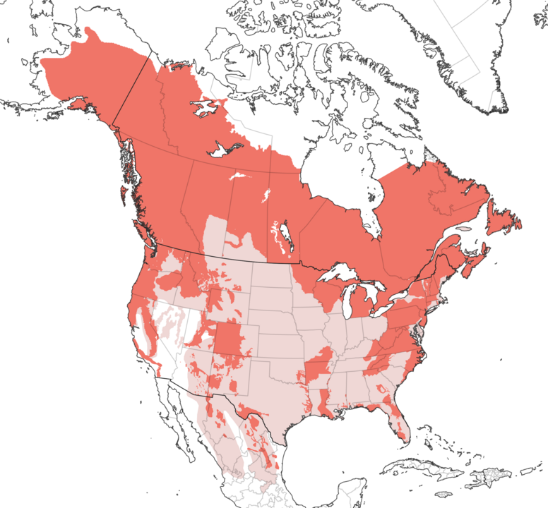 Ursus_americanus_IUCN_range_map_extant_and_extirpated Map of Canada, United States and Mexico showing the historic and present-day territory of the American Black Bear.
