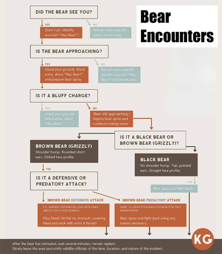 Bear Encounters Flow Chart Flow chart of what to do in case of a bear encounter
