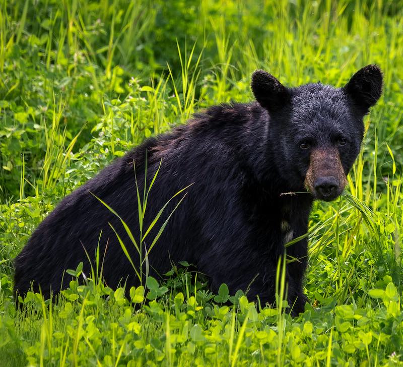 Black Bear in Grass A young black bear sits in lush green grass.