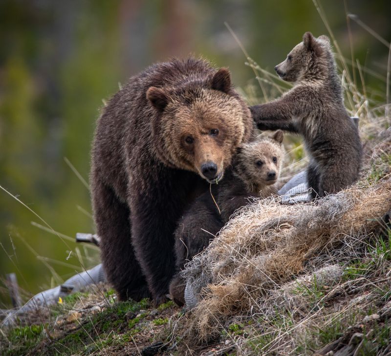 Peter_Mangolds_GYEmomand2cubs-800px Close up of a mother bear with two young cubs close to her on a grassy slope.