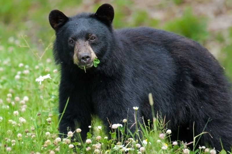 black-bear-eating-grass A young / subadult black bear stands in a meadow of clover, with clover in its mouth, looking at the camera.