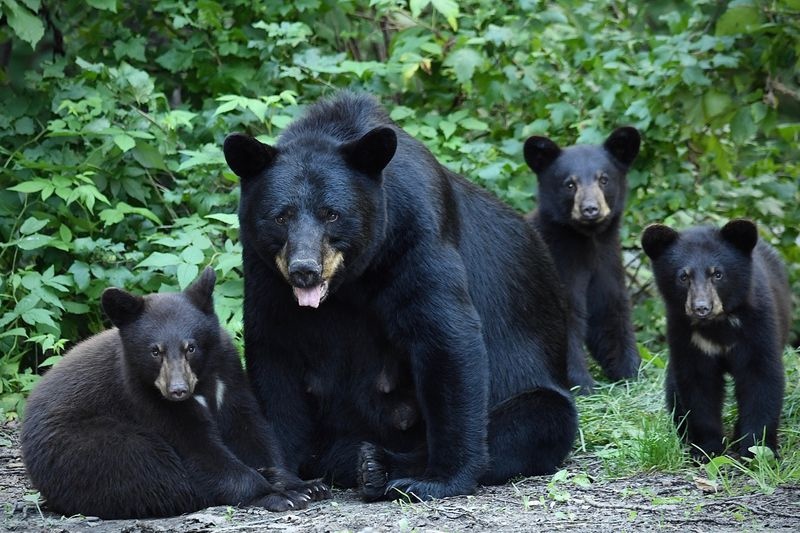 black-bear-family Front view of a black bear sow and three young-ish cubs sitting on the ground with leaves in the background.