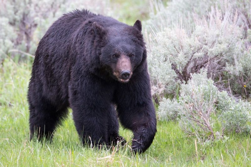 black-bear-walking Front view of a black bear walking in grass near sagebrush.