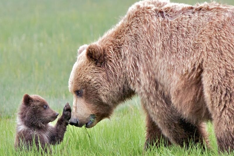 grizzly-bear-with-small-cub Side view of a grizzly bear sow and her young cub face to face in a grassy meadow.