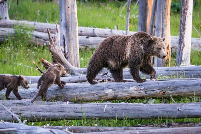 grizzly-bear-with-two-cubs-crossing-log Grizzly bear sow with two young cubs walking on a fallen tree trunk