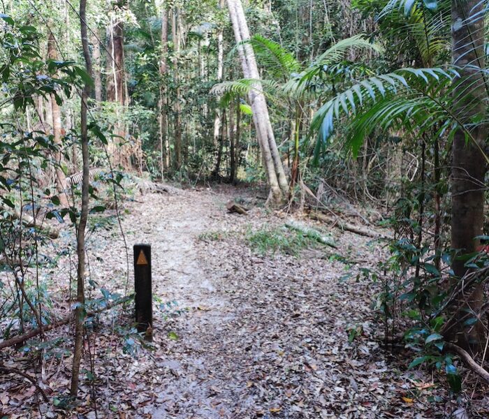 Cooloola_Great_Walk_2 a trail on the Cooloola Great Walk