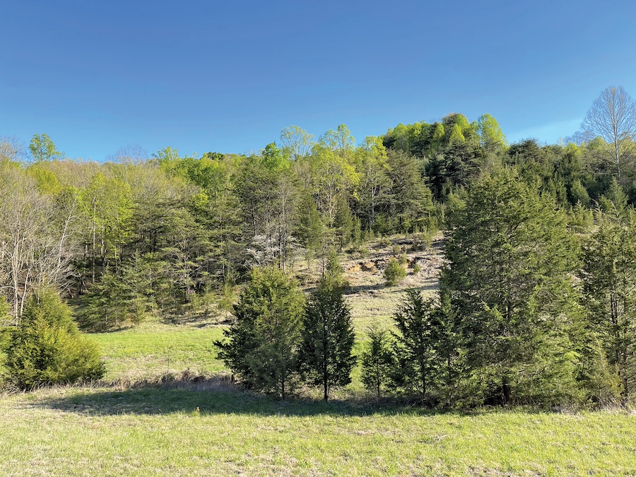 a hill side with green grass and trees