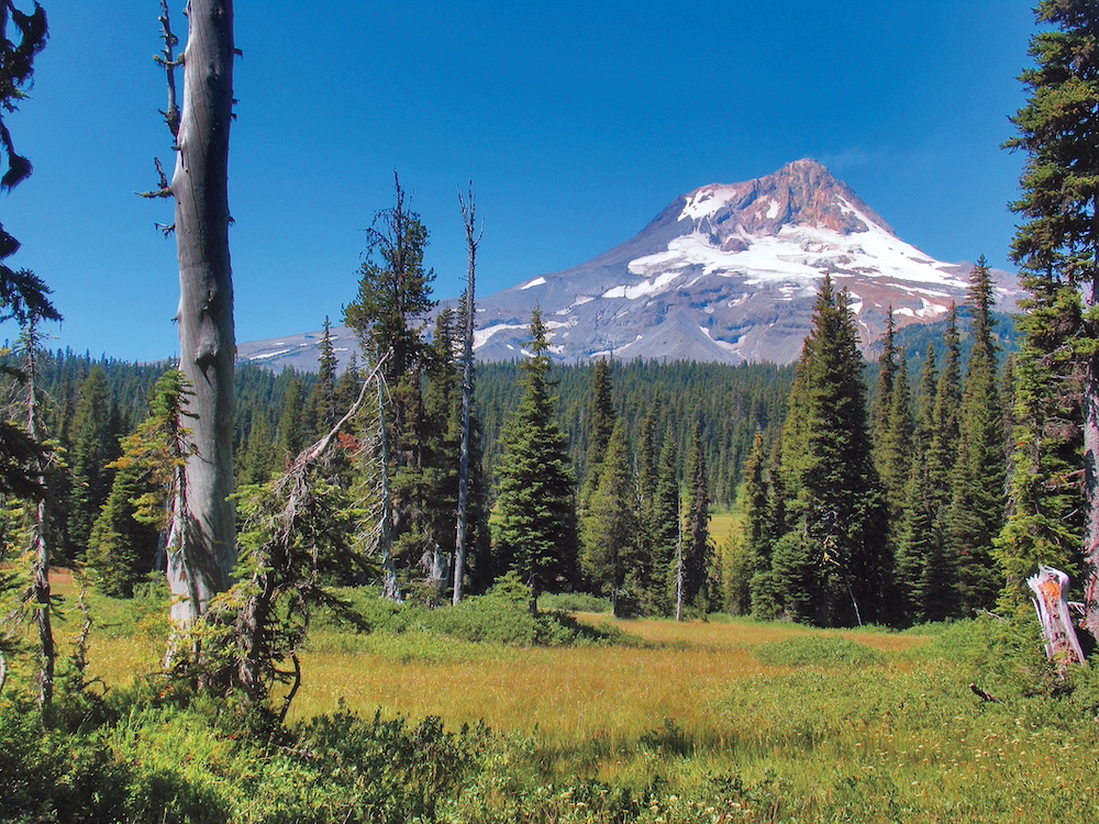 a meadow with a mountain in the background