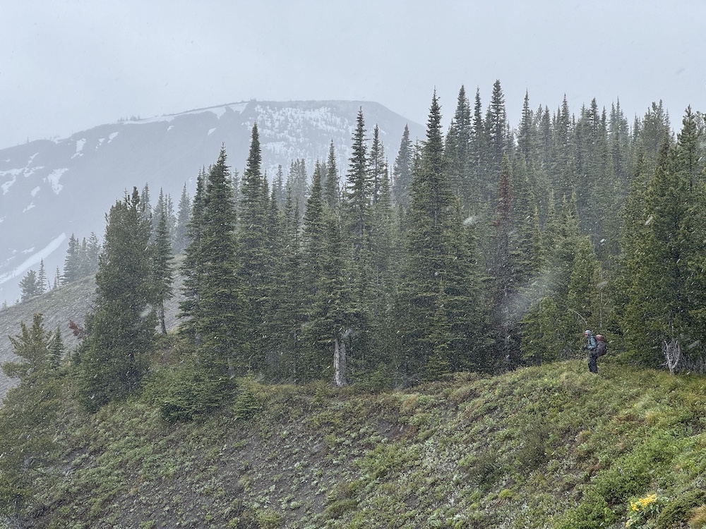 a hiker in the distance with trees and snow falling