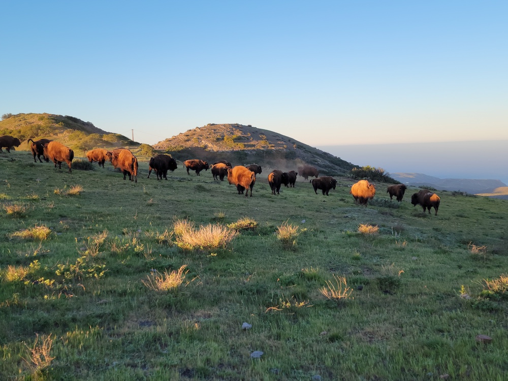 a bunch of buffalo on the mountain on Catalina Island
