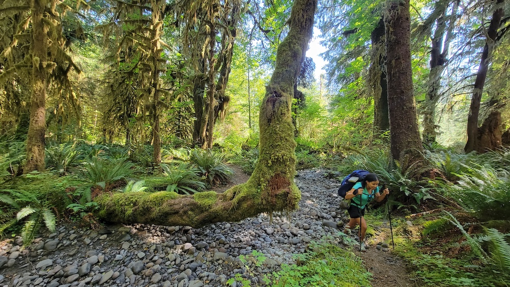 a hiker in a dense green forest