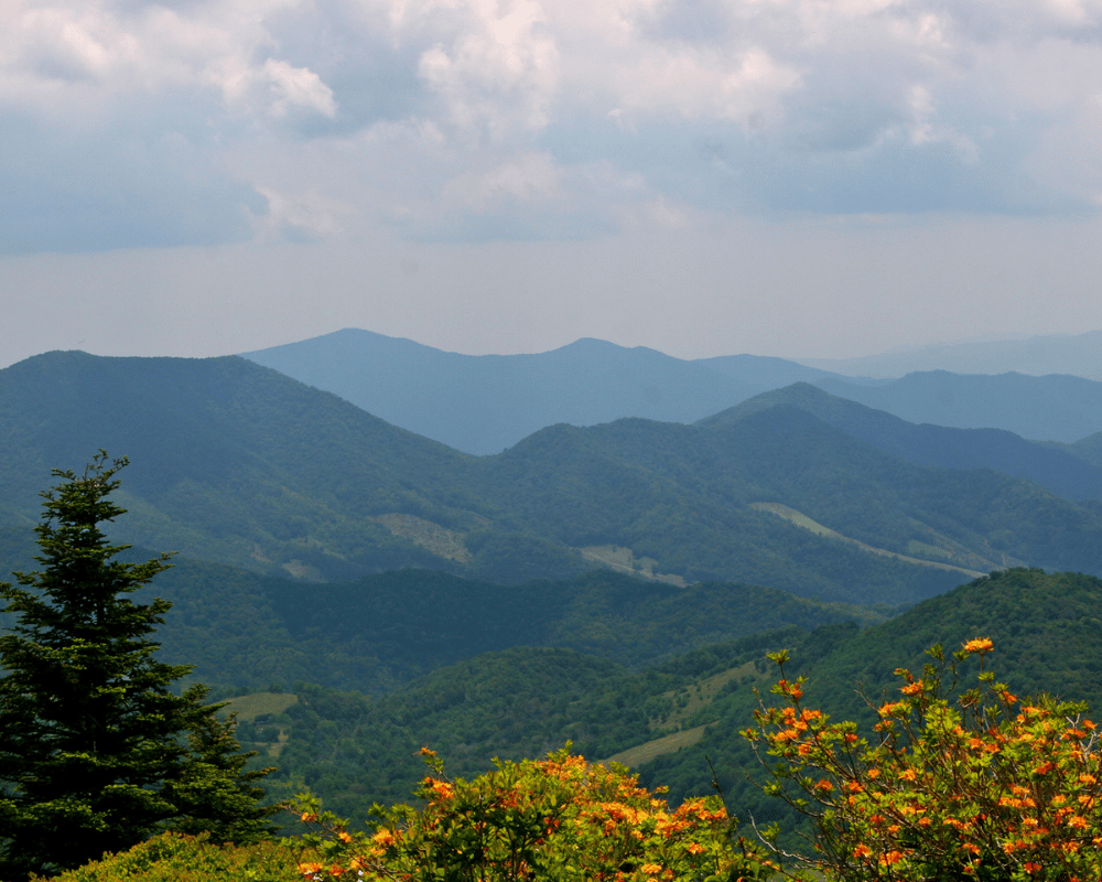 some flowers and mountains on the appalachian trail