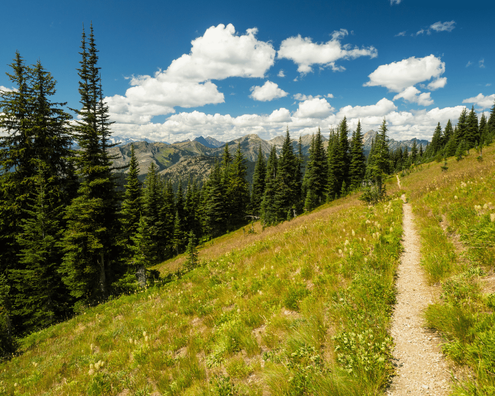 a trail alongside a grassy mountains with trees on the pct