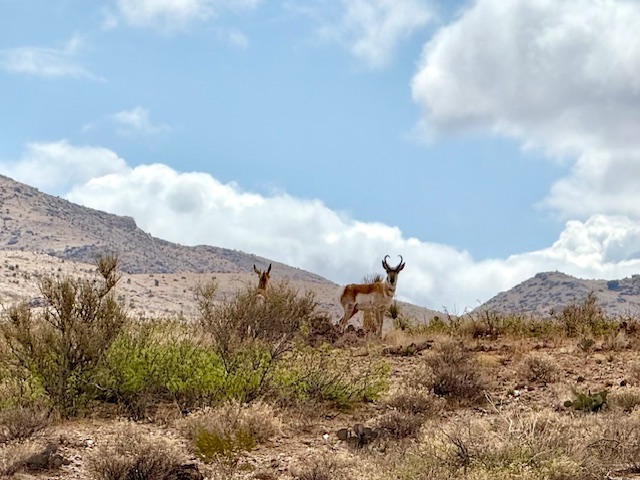 an antelope on a hill in the desert