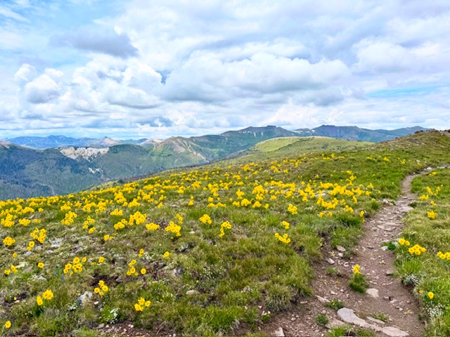 a trail covered in grass and yellow wildflowers