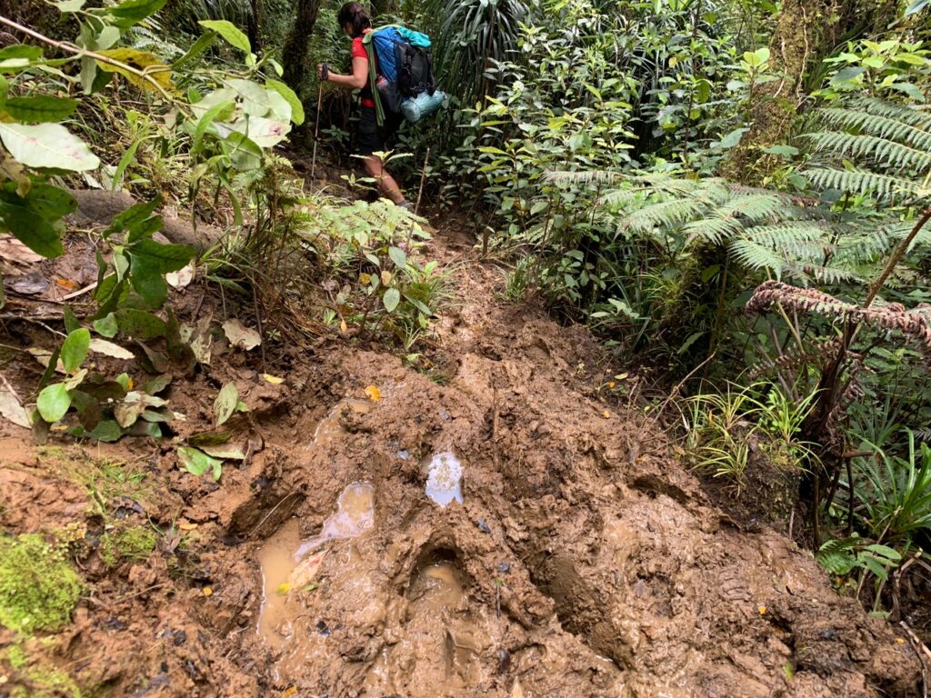 a muddy trail on Te Araroa
