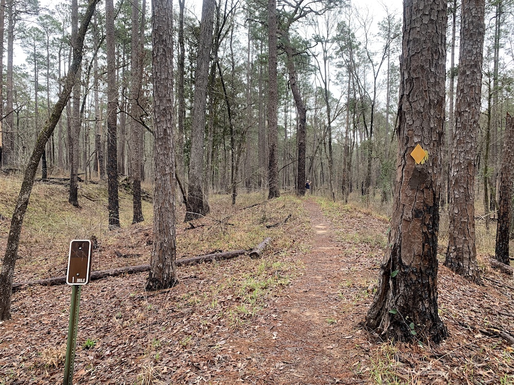 bayou_state_trail_marker the Bayou State Trail going through a forest of trees