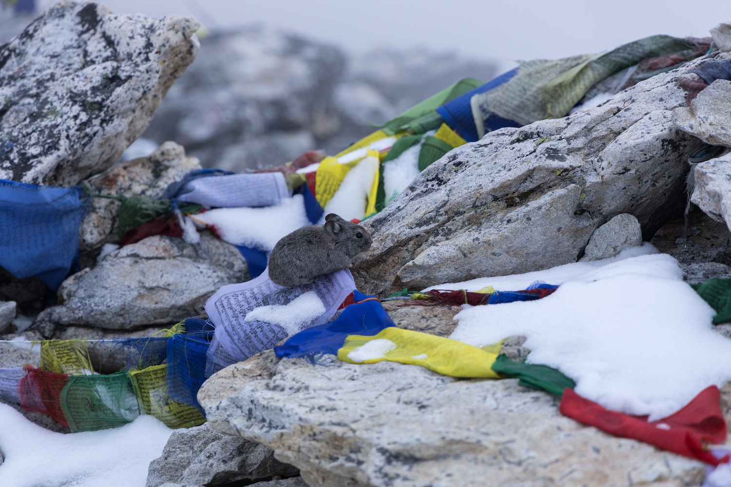 a pika in Mount Everest